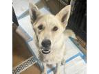 Adopt Olivia a Husky