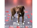 Adopt Isabella a Labrador Retriever