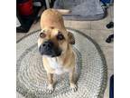 Adopt Pebbles a Labrador Retriever, Pit Bull Terrier