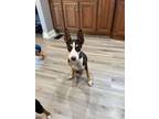 Adopt Arwen a Siberian Husky
