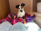 Adopt Zora a Jack Russell Terrier