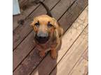 Adopt Aelin a Shepherd