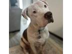Adopt Cordelia a American Staffordshire Terrier