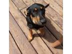 Adopt Lysandra a Shepherd
