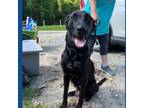 Adopt Dolly a Black Labrador Retriever, Mixed Breed