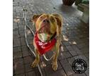 Adopt Beanie Baby a Mixed Breed, Terrier