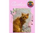 Adopt Caroline a Domestic Short Hair