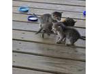 Adopt Tammy 2 a American Shorthair