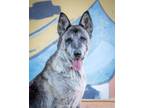 Adopt Tasha a German Shepherd Dog, Akita
