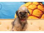 Adopt Bug a Terrier, Mixed Breed
