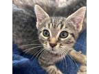 Adopt Beans a Domestic Medium Hair