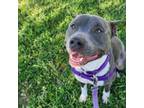Adopt RANGER a American Staffordshire Terrier, Mixed Breed