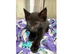 Adopt Will Byers a Domestic Short Hair