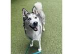Adopt ALBERT a Siberian Husky