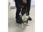 Adopt Dog a Akita, Mixed Breed