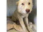 Adopt CAPTAIN SPARKLES a Siberian Husky