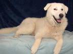 Adopt ZAYNE a Great Pyrenees, Mixed Breed