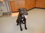 Adopt ENRIQUE a Pit Bull Terrier