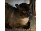 Adopt HERMES a Siamese