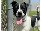 Adopt LOUISIANA a Basenji, Mixed Breed