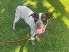 Adopt ORCA a German Shorthaired Pointer, Australian Cattle Dog / Blue Heeler