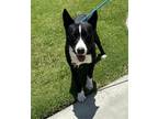 Adopt JEROD a German Shepherd Dog, Border Collie