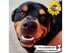 Adopt Charlie-MISSOURI a Rottweiler