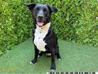 Adopt PLUTO a German Shepherd Dog, Labrador Retriever