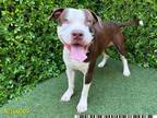 Adopt TAQUITO a American Staffordshire Terrier