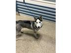Adopt KAY a Siberian Husky