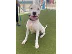 Adopt NACHO a Dogo Argentino, Mixed Breed