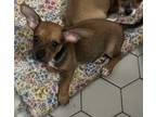 Adopt Riley a Mixed Breed