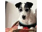 Adopt Waylon a Jack Russell Terrier