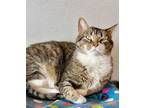 Adopt Frank a Domestic Short Hair