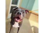 Adopt HANGOUT FEST a Mastiff