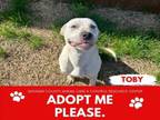 Adopt TOBY a Bluetick Coonhound, Mixed Breed