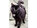 Adopt Bear a Domestic Short Hair