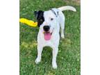 Adopt ACE a Labrador Retriever, Mixed Breed