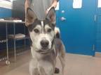 Adopt SHADOW a Husky
