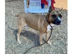 Adopt GHOST a Pit Bull Terrier, Mixed Breed