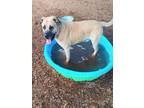 Adopt BARRET WALLACE a Mastiff, Mixed Breed