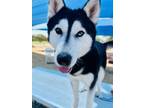 Adopt SPENSOR a Husky, Mixed Breed