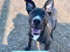 Adopt TURBO a Labrador Retriever, Shar-Pei