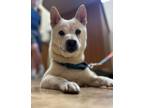 Adopt Spirit Bear a Shiba Inu