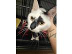 Adopt Frankie a Domestic Short Hair