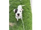 Adopt AFICIONADO a Pit Bull Terrier, Mixed Breed