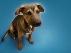 Adopt GENE a German Shepherd Dog