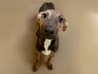 Adopt BEAN a German Shepherd Dog