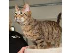 Harrison Domestic Shorthair Young Male