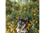 Adopt Pepper a Mixed Breed
